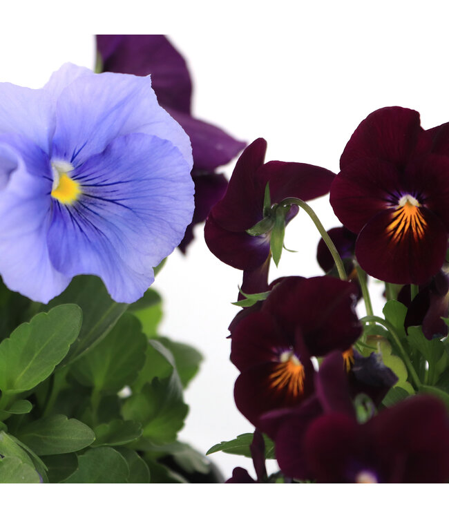 Pensée 11 cm | Floraison colorée pour jardinières et massifs