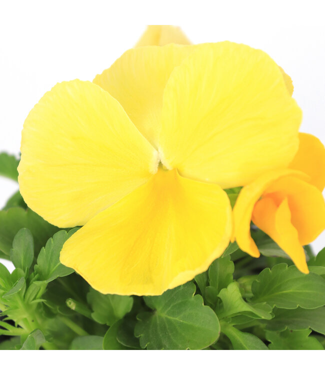 Pensée 11 cm | Floraison colorée pour jardinières et massifs