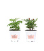 Tagete  11 cm | Plante annuelle florifère et répulsive pour jardin et potager