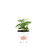 Tagete  11 cm | Plante annuelle florifère et répulsive pour jardin et potager