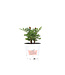 Tagete  11 cm | Plante annuelle florifère et répulsive pour jardin et potager