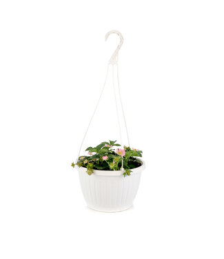 Jardinière fraise 10 po.