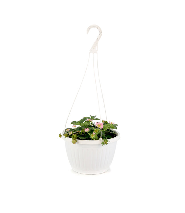 Jardinière fraise 10 po | Récoltez vos fraises fraîches