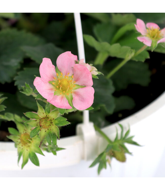 Jardinière fraise 10 po | Récoltez vos fraises fraîches