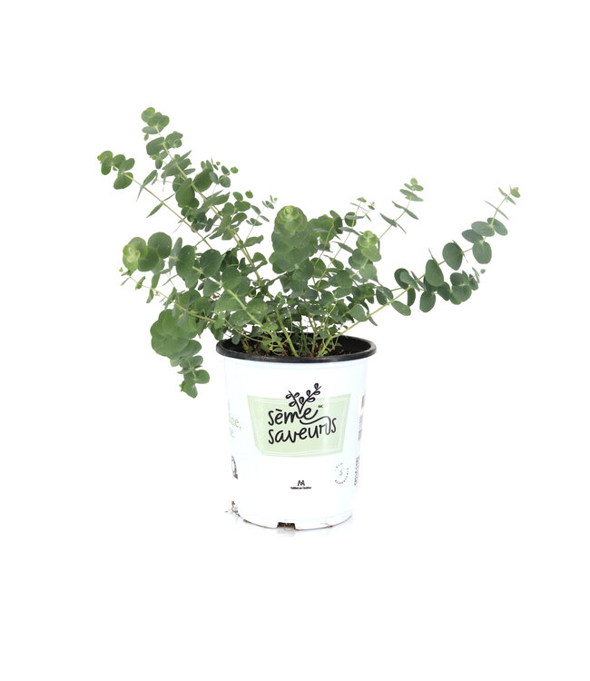 Eucalyptus Silver Drop 16 cm | Élégance aromatique pour vos compositions florales