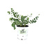 Eucalyptus Silver Drop 16 cm | Élégance aromatique pour vos compositions florales