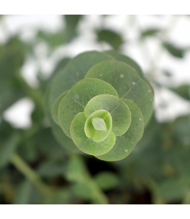 Eucalyptus Silver Drop 16 cm | Élégance aromatique pour vos compositions florales