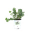 Eucalyptus Baby Blue 16 cm