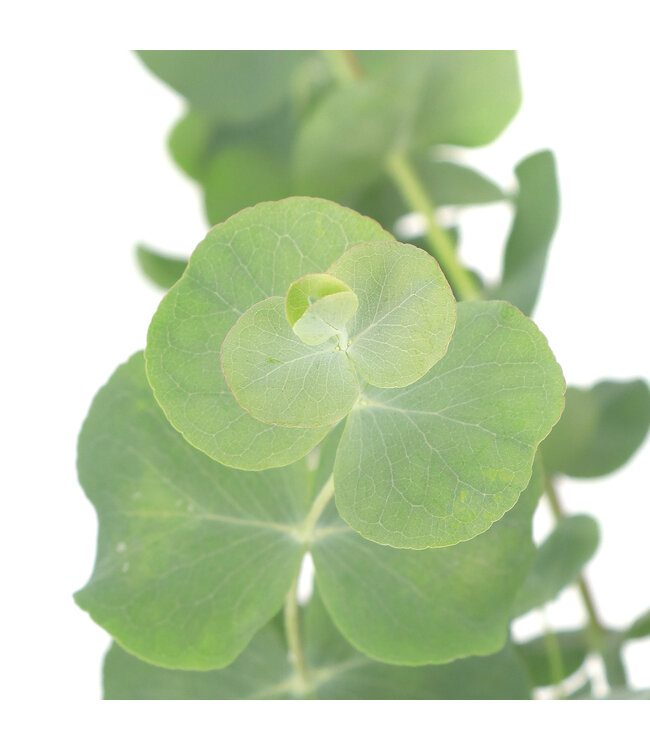 Eucalyptus Baby Blue 16 cm | Style argentée et parfum rafraîchissant pour vos espaces verts