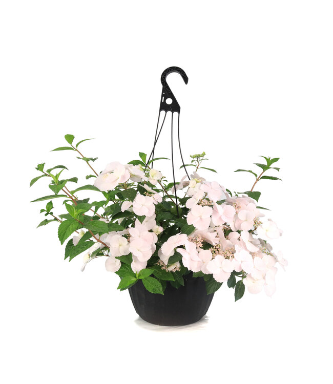 Hydrangea Fairytrail Bride 12 po | Cascade florale épatante