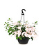 Hydrangea Fairytrail Bride 12 po | Cascade florale épatante