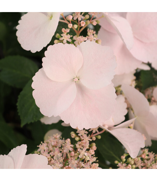 Hydrangea Fairytrail Bride 12 po | Cascade florale épatante