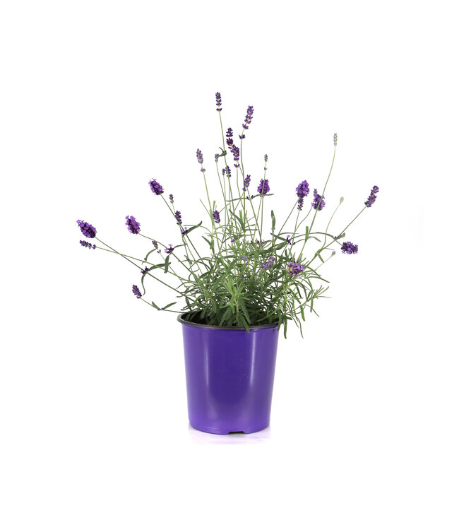 Lavandula Hidcote blue 1gal | Élégance parfumée pour vos espaces extérieurs