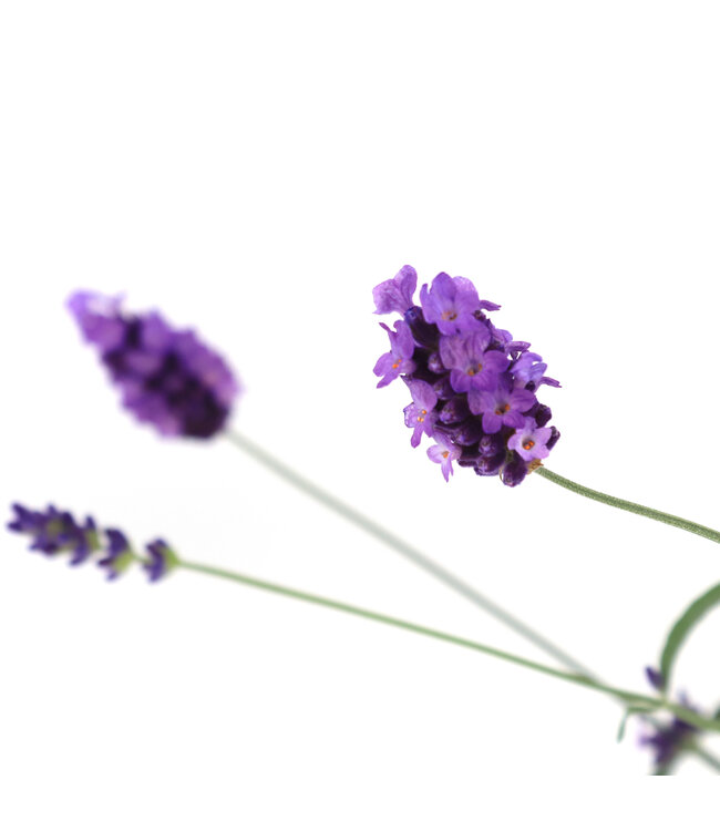 Lavandula Hidcote blue 1gal | Élégance parfumée pour vos espaces extérieurs