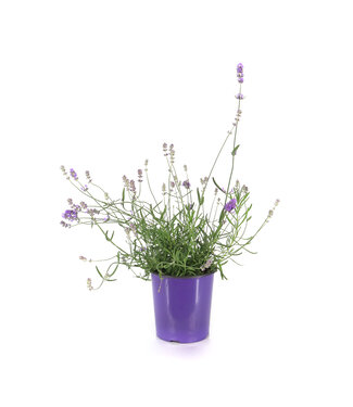 Lavandula Munstead 1 gal