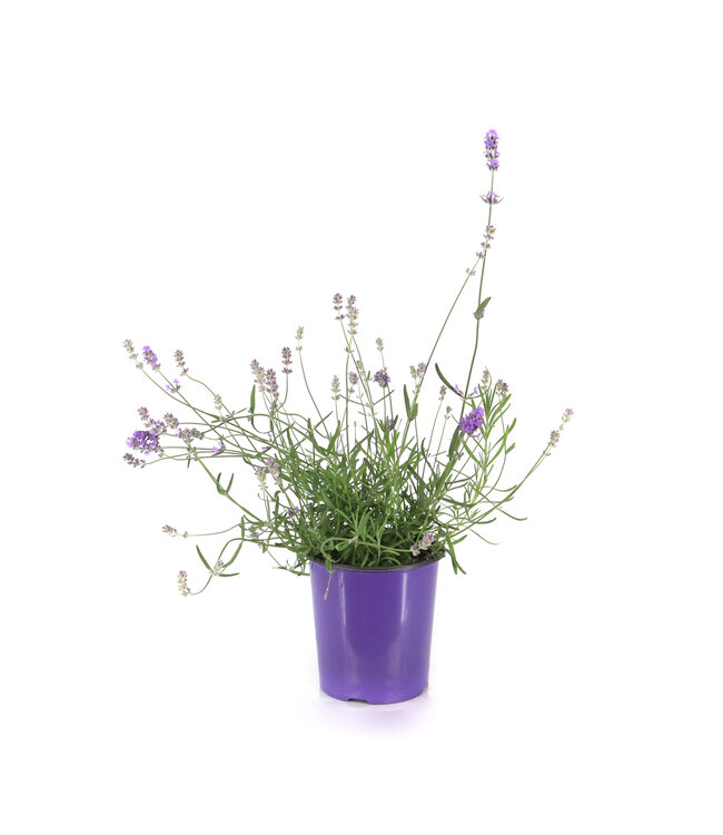 Lavandula Munstead 1 gal | Parfum apaisant pour vos espaces extérieurs