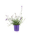 Lavandula Munstead 1 gal