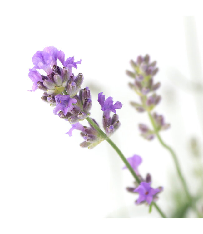 Lavandula Munstead 1 gal | Parfum apaisant pour vos espaces extérieurs