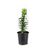Lilium "Tiny Shadow" 1gal |  Éclat bicolore compacte pour votre terasse