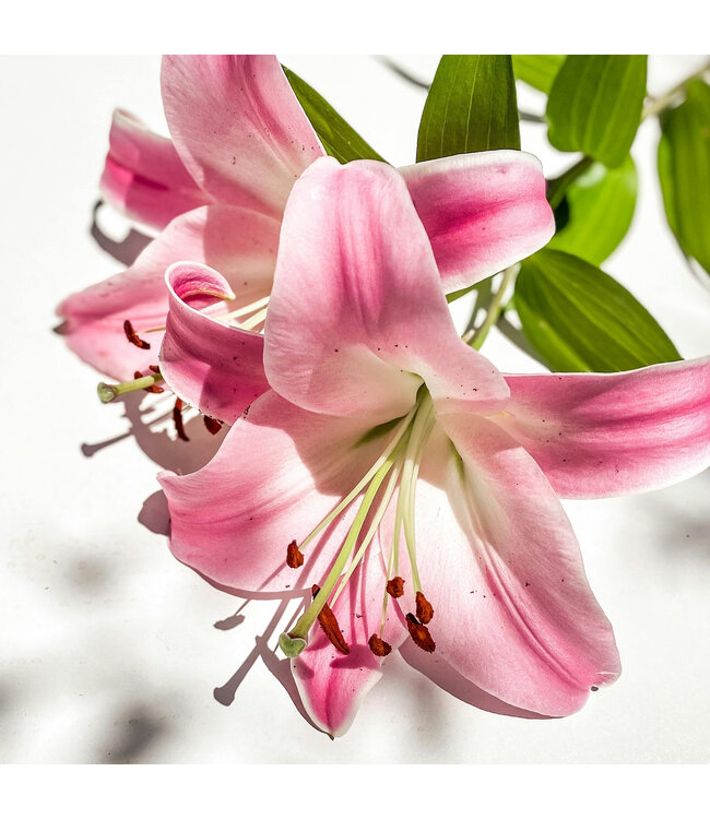 Lilium "Tiny Shadow" 1gal |  Éclat bicolore compacte pour votre terasse