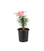 Lilium "Tiny Diamond' 1gal