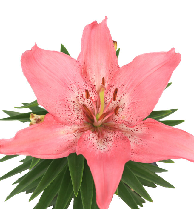 Lilium "Tiny Diamond' 1gal | Spectacle de couleurs pour vos espaces extérieurs