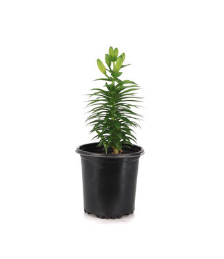Lilium Tiny Rocket 1 gal