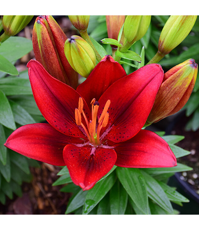 Lilium Tiny Rocket 1 gal | Éclat rouge profond
