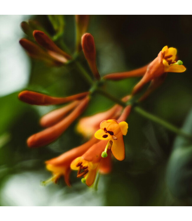 Lonicera Dropmore Scarlet 2 gal | L'ami éclatant des colibris
