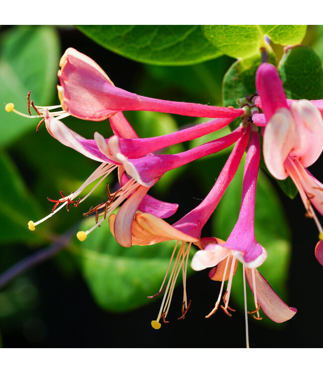Lonicera Goldflame 2 gal | Parfum envoûtant et floraison éclatante