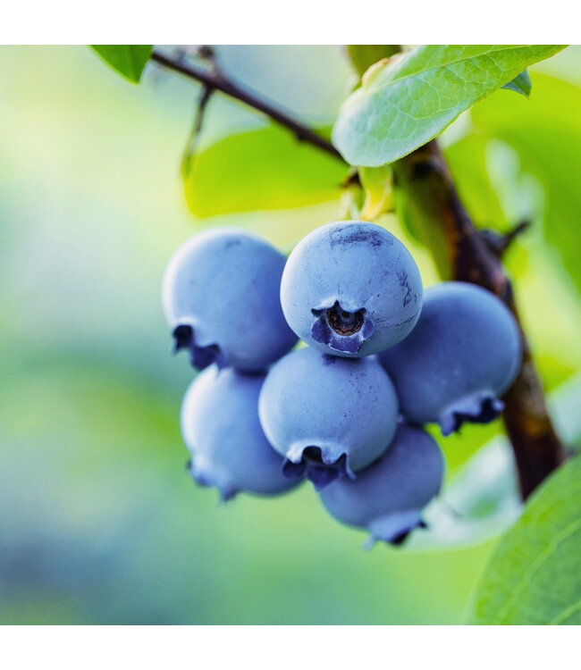 Bleuet Northblue 2 gal | Récolte abondante et résistance exceptionnelle