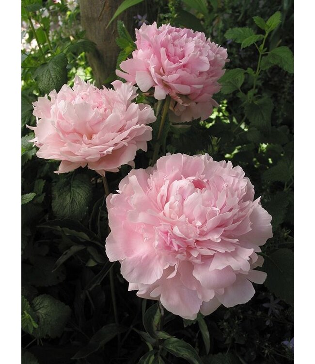 Paeonia Sarah Bernhardt 2 gal | Parfum Intemporels