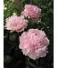 Paeonia Sarah Bernhardt 2 gal | Parfum Intemporels