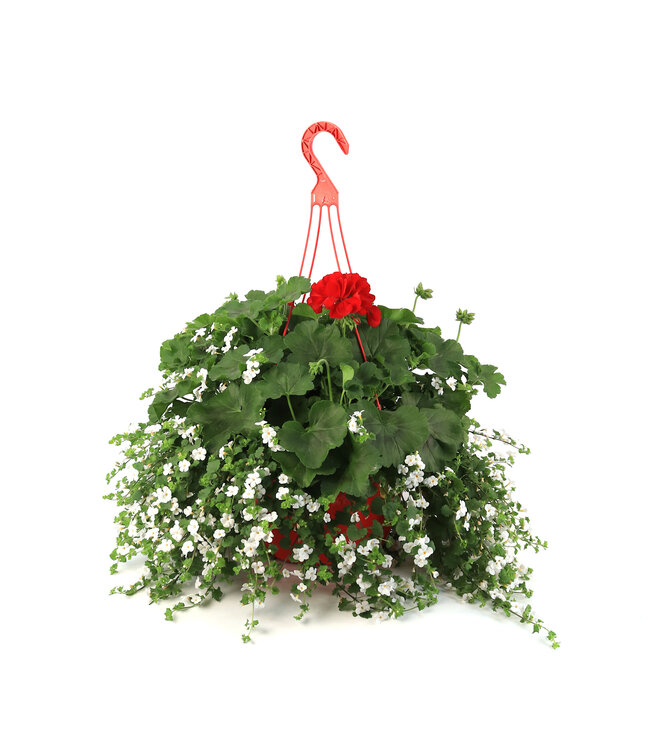 Jardinière de Geranium Calliope Dark Red 12 po | Éclat floral intemporel