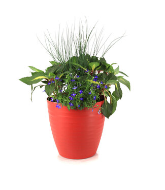 Arrangement fleurs annuelles 12 po