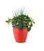 Arrangement fleurs annuelles 12 po