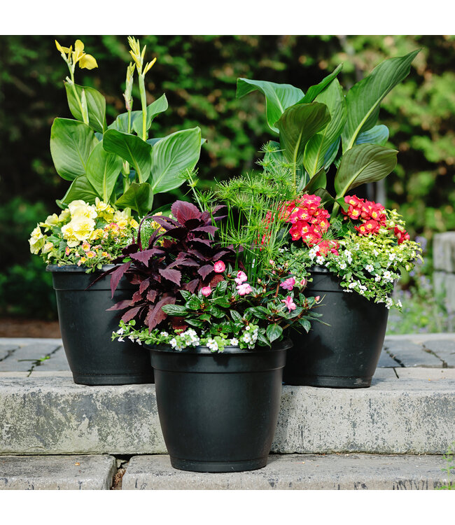 Arrangement fleurs annuelles 12 po | Explosion de couleurs