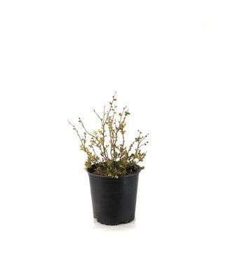 Bleuet Northblue 2 gal