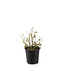 Bleuet Northblue 2 gal
