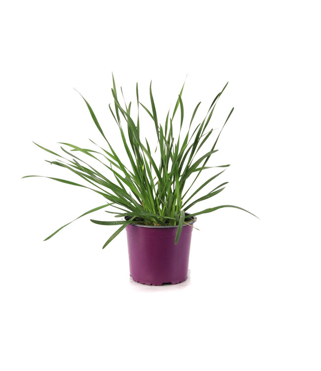 Allium Millenium 1 gal | Éclat estival durable