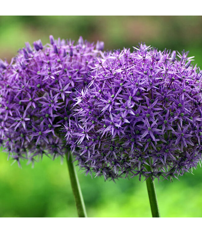 Allium Millenium 1 gal | Éclat estival durable