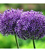 Allium Millenium 1 gal | Éclat estival durable