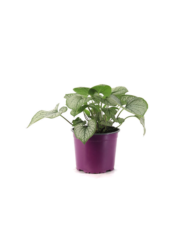 Brunnera Jack Frost 1gal | Éclat argenté pour vos zones ombragées