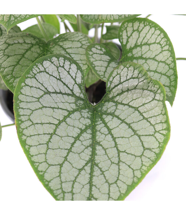 Brunnera Jack Frost 1gal | Éclat argenté pour vos zones ombragées