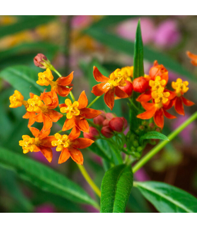 Asclepias Tuberosa 1gal | Éclat orange et aimant à papillons