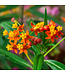 Asclepias Tuberosa 1gal