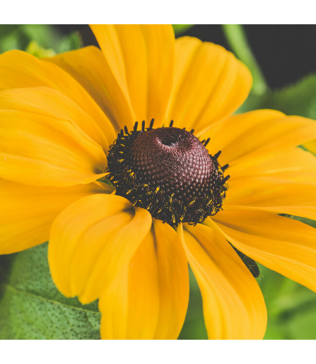 Rudbeckia American Gold Rush 1 gal | Éclat doré et résistance exceptionnelle