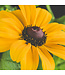 Rudbeckia American Gold Rush 1 gal | Éclat doré et résistance exceptionnelle