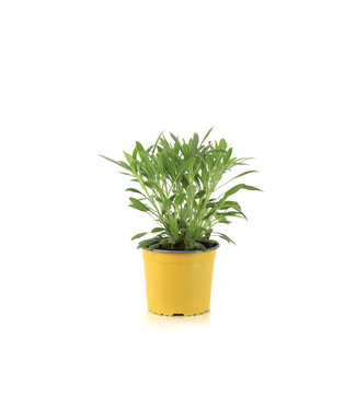 Rudbeckia American Gold Rush 1 gal