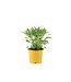 Rudbeckia American Gold Rush 1 gal